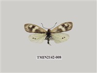 藏品(史氏狹翅螢斑蛾)的圖片